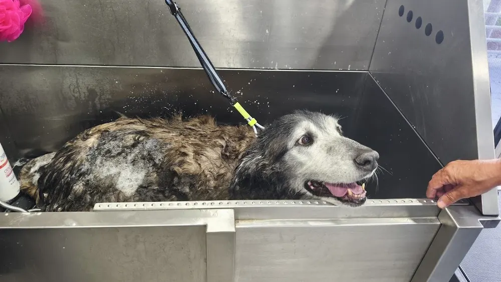 Groomy - pet spa & shop - 2
